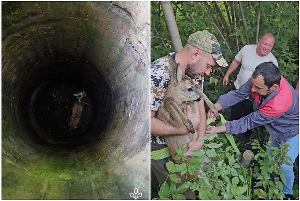 Детёныш косули на дне колодца и спасённый малыш на руках у охотников под Тулой