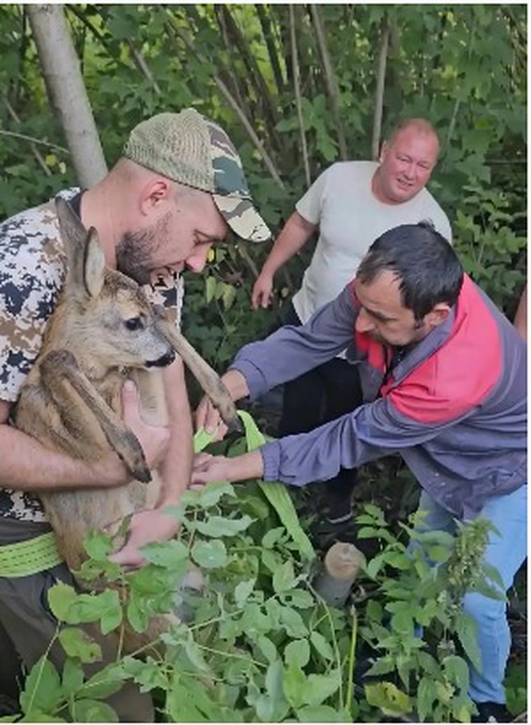 Спасённого детёныша косули держит на руках охотник