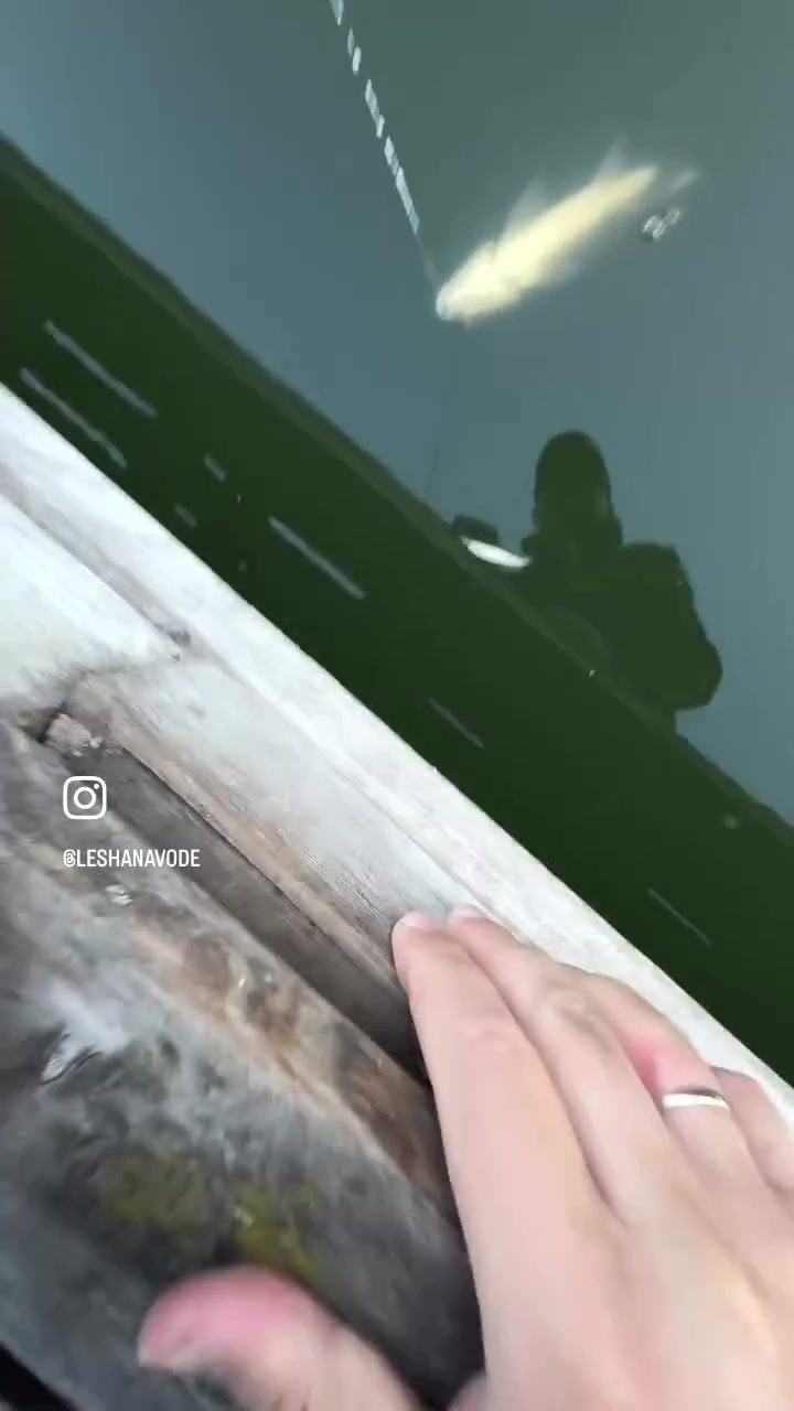 Лещ в воде